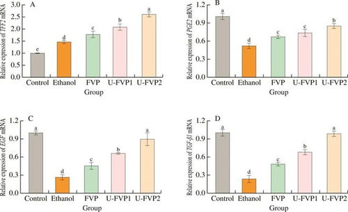 超声改性提升金针菇多糖对GES-1细胞乙醇损伤的保护活性研究