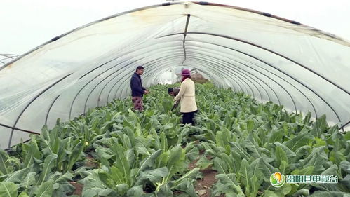 邵阳县新闻快讯 农业技术研究助力乡村振兴