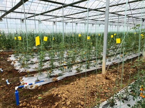 中农富兴精品案例解析 湖南郴州四清湖生态智慧农业项目的技术创新与实践