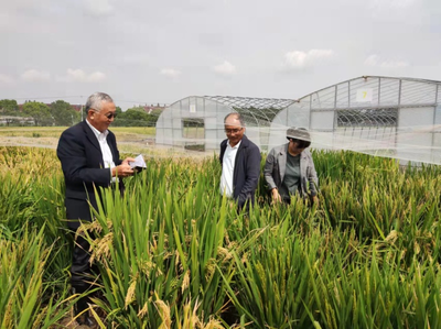 沪滇协作促发展 马国华育种团队赴浦东农技中心考察交流