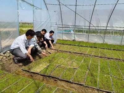 大观 农技“把脉”助春耕，粮食丰收有保障