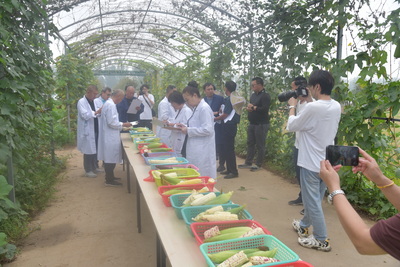 第十届中国(武清)北方鲜食玉米大会圆满落幕，科技创新引领鲜食玉米产业新篇章