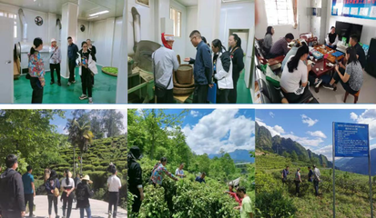 规范专用标志使用 助力特色品牌发展——怒江州农业技术推广中心扎实推进老姆登茶地理标志产品专用标志核准审查工作