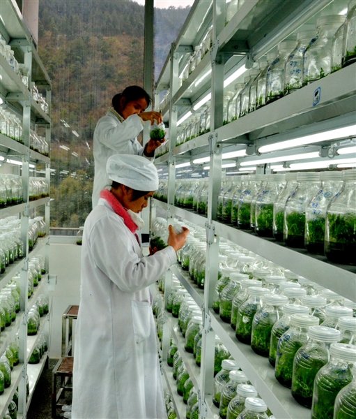 中央财政林业科技推广示范资金在广西的实践与农业技术研究路径探析