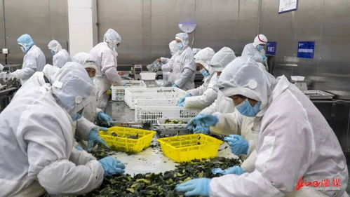 央视聚焦南通 科技赋能农业，打造现代农业新标杆