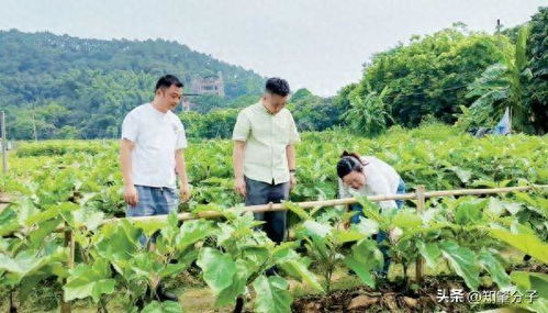 仲恺农业工程学院科技特派员团队为肇庆农业产业发展把脉开方